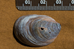 Crepidula onyx