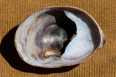 Crepidula onyx