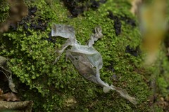 Diplodactylidae