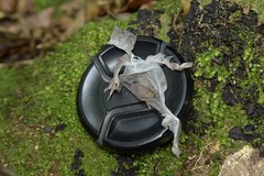 Diplodactylidae