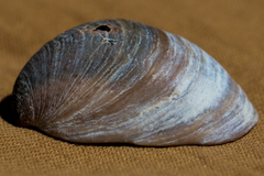 Crepidula onyx