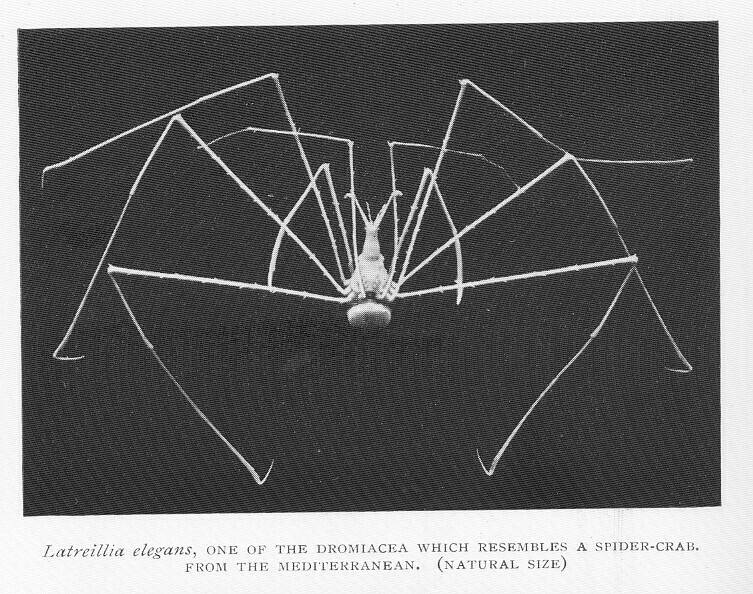 Latreillia elegans