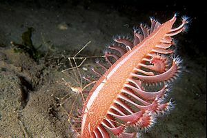 daddy-longlegs crab