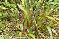 Mokopirirakau southern north island