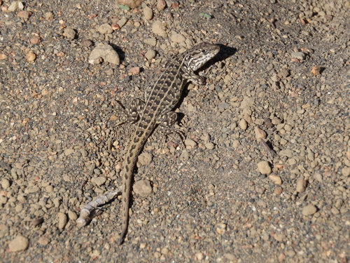 Decorated Tree Iguana, Liolaemus lineomaculatus