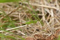 Conocephalus albescens