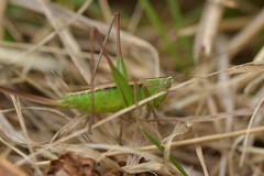 Conocephalus albescens