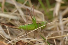 Conocephalus albescens