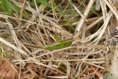 Conocephalus albescens