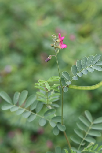 Tephrosia purpurea iNat (1)