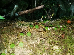 Peperomia bangroana