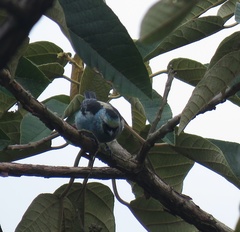 Tangara labradorides