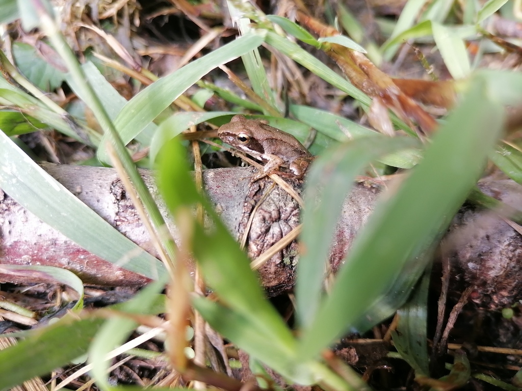 Italian Agile Frog In September 2023 By Melomelo INaturalist   Large 