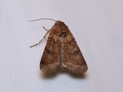 Heliothis punctifera