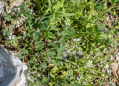 Arenaria deflexa