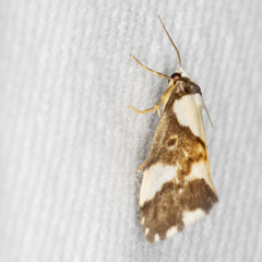 Philenora elegans