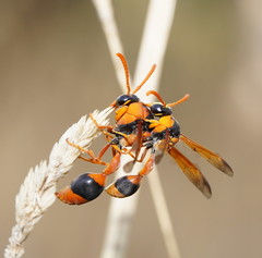 Delta bicinctum