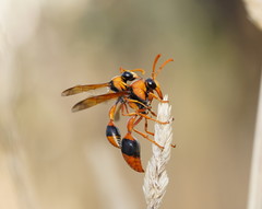 Delta bicinctum