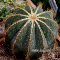 Parodia magnifica