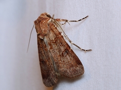 Heliothis punctifera