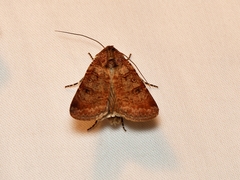 Heliothis punctifera