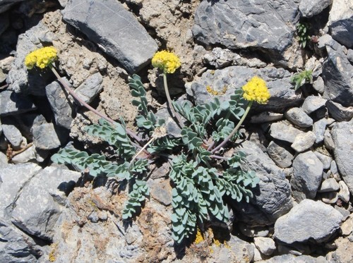 Douglass' Springparsley (Cymopterus douglassii)