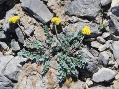 Cymopterus douglassii