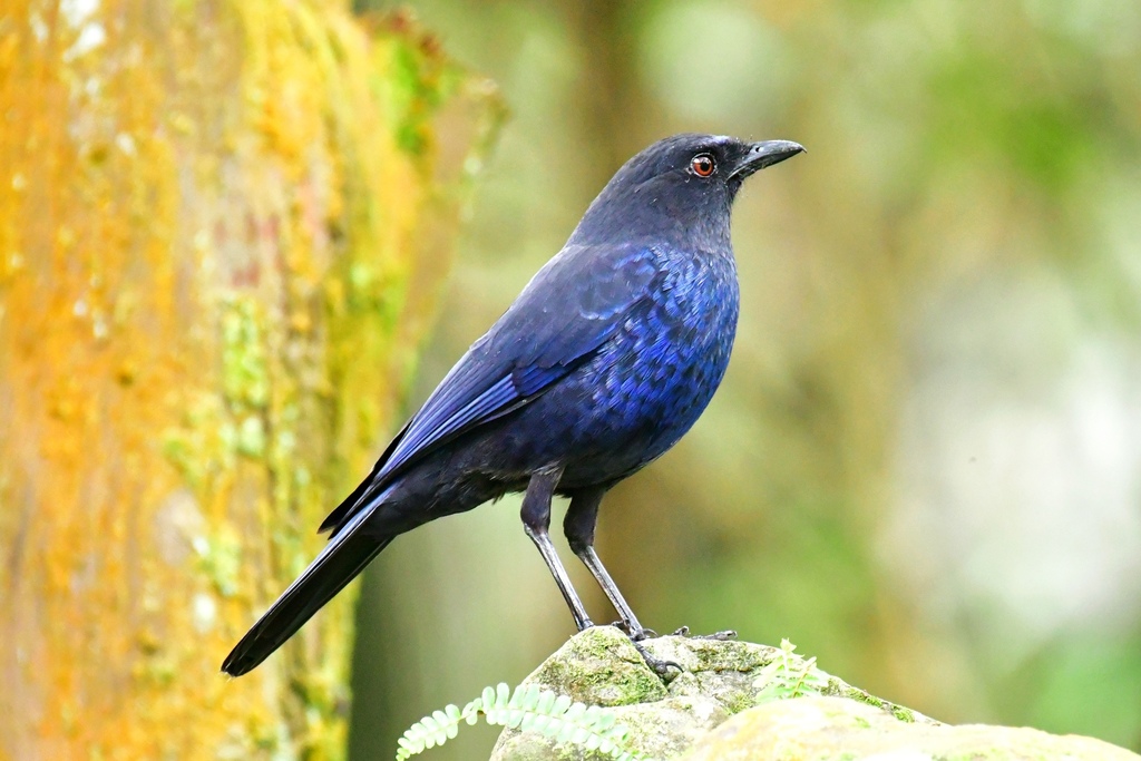 Taiwan Whistling-Thrush photo
