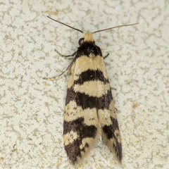 Lepidoscia characota