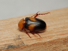 Phyllotocus bimaculatus