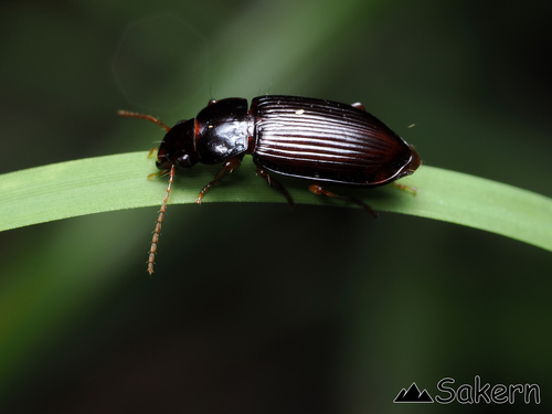 Amara hiogoensis