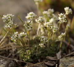 Draba nivalis