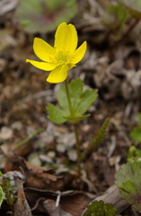 Anemonastrum richardsonii