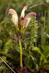 Pedicularis capitata