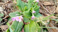 Primula × polyantha