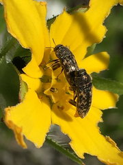 Acmaeodera neglecta