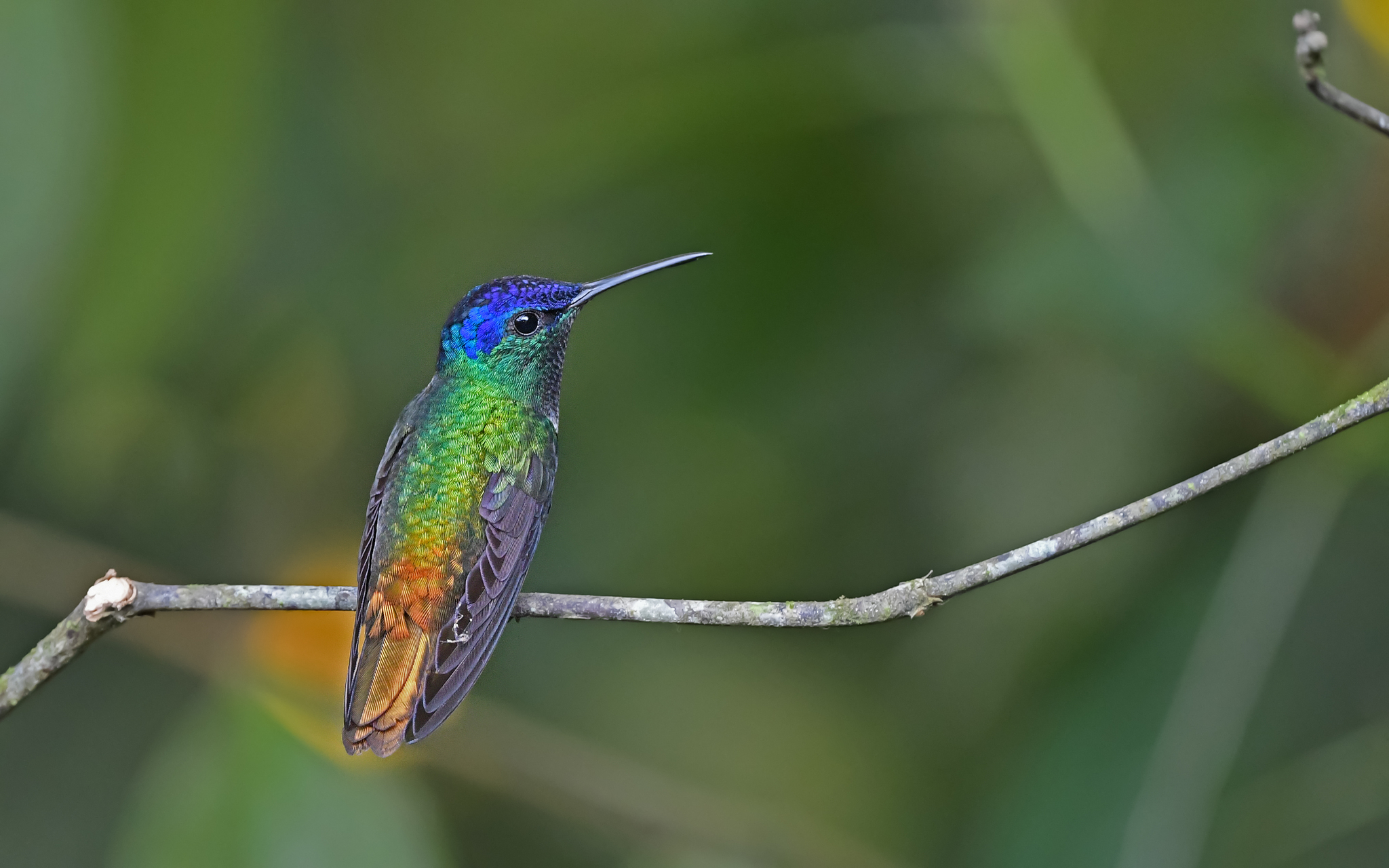 Golden-tailed Sapphire (Chrysuronia oenone)