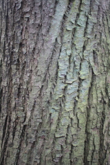 Castanea sativa