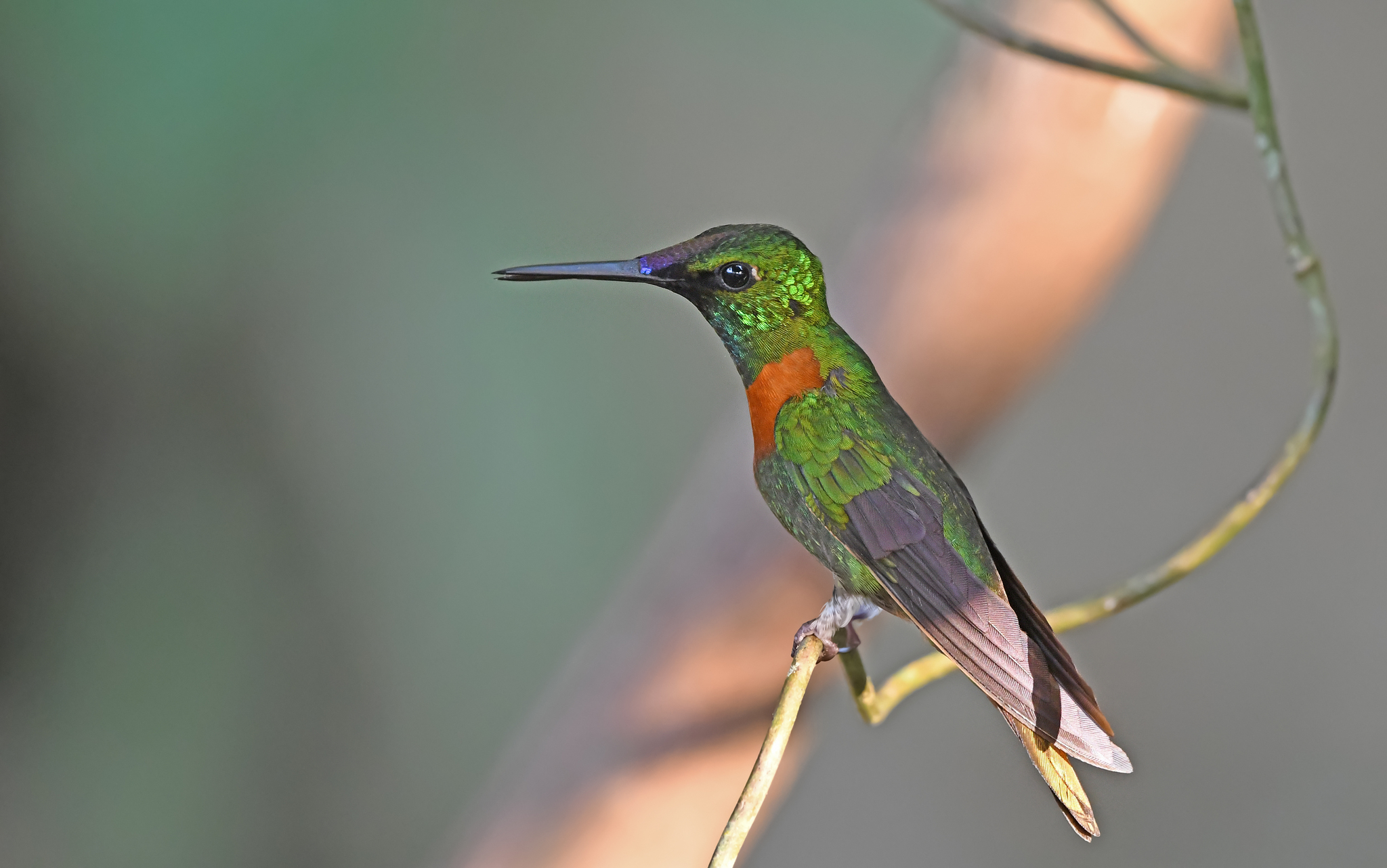Gould's Jewelfront (Heliodoxa aurescens)
