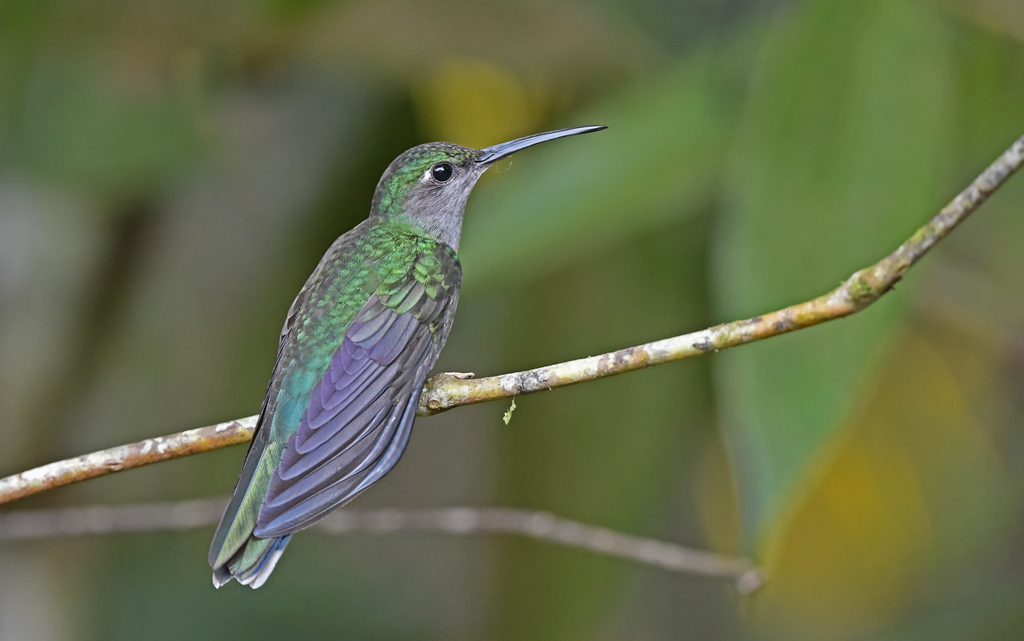 Gray-Breasted Sabrewing