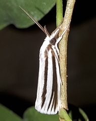 Ubida holomochla