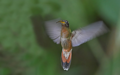 Rufous-Breasted Hermit photo 5