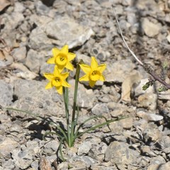 Narcissus assoanus