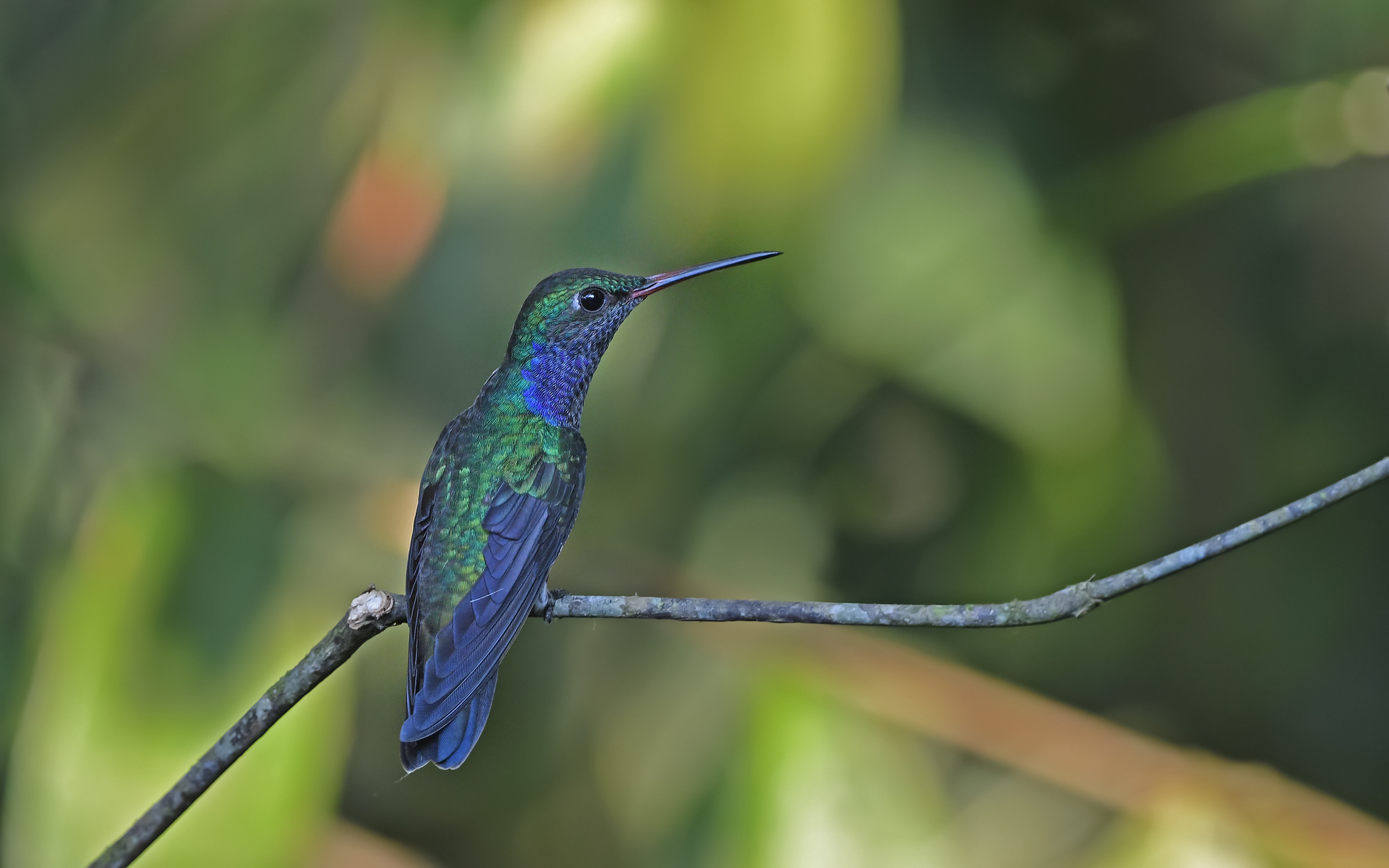Sapphire-spangled Emerald illustration
