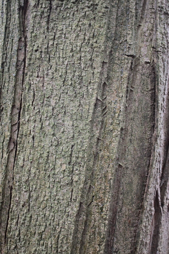 Manna ash