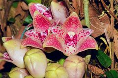 Lycomormium ecuadorense