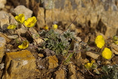 Potentilla subvahliana