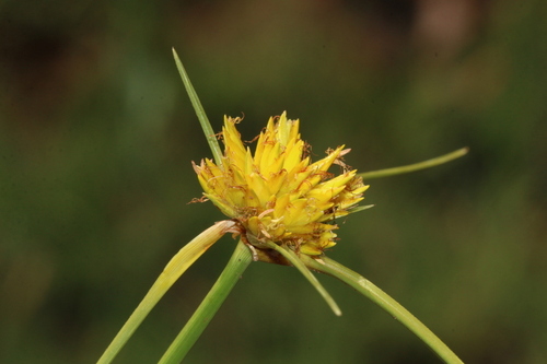 Cyperus sphaerocephalus Vahl