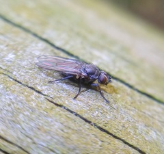 Diptera