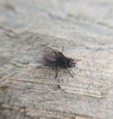Diptera